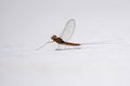 Male small mayfly Royalty Free Stock Photo