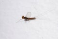 Male small mayfly Royalty Free Stock Photo