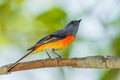 Male Small Minivet