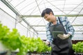 Male smart farmer using tablet checking quality of vegetable hydroponic at greenhouse. Concept of vegetables health food. Smart Royalty Free Stock Photo