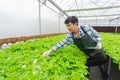 Male smart farmer using tablet checking quality of vegetable hydroponic at greenhouse. Concept of vegetables health food. Smart Royalty Free Stock Photo