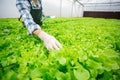 Male smart farmer using tablet checking quality of vegetable hydroponic at greenhouse. Concept of vegetables health food. Smart Royalty Free Stock Photo