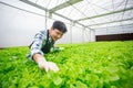 Male smart farmer using tablet checking quality of vegetable hydroponic at greenhouse. Concept of vegetables health food. Smart Royalty Free Stock Photo