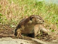 Male Smooth Coated Otter