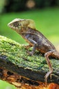 Male smooth helmeted iguana Corytophanes cristatus sitting on a log