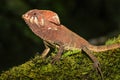 Male smooth helmeted iguana Corytophanes cristatus sitting on a log