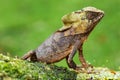 Male smooth helmeted iguana Corytophanes cristatus sitting on a log