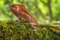 Male smooth helmeted iguana Corytophanes cristatus sitting on a log