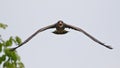 Male Snail Kite Calling in Flight Royalty Free Stock Photo