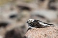 A male Snow Bunting Plectrophenax nivalis in summer plumage. Royalty Free Stock Photo