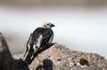 A male Snow Bunting Plectrophenax nivalis in summer plumage. Royalty Free Stock Photo