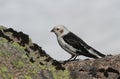 A male Snow Bunting Plectrophenax nivalis in summer plumage standing on a rock, with snow in the background. Royalty Free Stock Photo