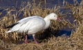 Male Snow Goose Royalty Free Stock Photo