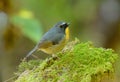 Male Snowy-browed Flycatcher (Ficedula hyperythra)