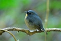 Male Snowy-browed Flycatcher (Ficedula hyperythra)