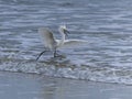 Male Snowy Egrets Running in the Surf Royalty Free Stock Photo