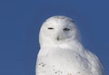 A Male Snowy owl Bubo scandiacus closeup and isolated against a blue background perched on a wooden post in winter in Ottawa, Ca Royalty Free Stock Photo