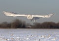 A Male Snowy owl Bubo scandiacus flies low hunting over an open sunny snowy cornfield in Ottawa, Canada Royalty Free Stock Photo