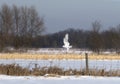 A Male Snowy owl Bubo scandiacus flies low hunting over an open sunny snowy cornfield in Ottawa, Canada Royalty Free Stock Photo