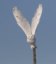 A Male Snowy owl Bubo scandiacus isolated against a blue background flying off in winter in Ottawa, Canada