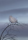 A Male Snowy owl Bubo scandiacus isolated against a blue background perched on top of a tree at sunset in winter in Ottawa, Cana