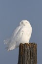 A Male Snowy owl Bubo scandiacus isolated against a blue background perched on a wooden post in winter in Ottawa, Canada Royalty Free Stock Photo