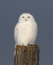 A Male Snowy owl Bubo scandiacus isolated against a blue background perched on a wooden post in winter in Ottawa, Canada Royalty Free Stock Photo