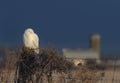 A Male Snowy owl Bubo scandiacus perched on a wooden post with a barn in the distance in winter in Ottawa, Canada Royalty Free Stock Photo