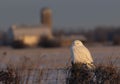 A Male Snowy owl Bubo scandiacus perched on a wooden post with a barn in the distance in winter in Ottawa, Canada Royalty Free Stock Photo