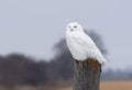 A Male Snowy owl Bubo scandiacus perched on a wooden post in winter in Ottawa, Canada Royalty Free Stock Photo