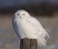 A Male Snowy owl Bubo scandiacus perched on a wooden post in winter in Ottawa, Canada Royalty Free Stock Photo