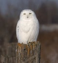 A Male Snowy owl Bubo scandiacus perched on a wooden post in winter in Ottawa, Canada Royalty Free Stock Photo