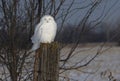 A Male Snowy owl Bubo scandiacus perched on a wooden post in winter in Ottawa, Canada Royalty Free Stock Photo