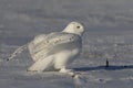 A Male Snowy owl Bubo scandiacus sitting in a early morning snow covered cornfield in winter in Ottawa, Canada Royalty Free Stock Photo