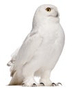 Male Snowy Owl, Bubo scandiacus, 8 years old