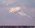 Male snowy owl in flight