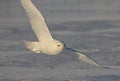 A Snowy owl flying low and hunting over a snow covered field in Ottawa, Canada Royalty Free Stock Photo