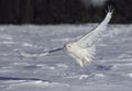 A Snowy owl flying low and hunting over a snow covered field in Ottawa, Canada Royalty Free Stock Photo