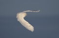 A Snowy owl flying low and hunting over a snow covered field in Ottawa, Canada Royalty Free Stock Photo