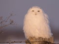 Male snowy owl