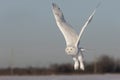 A Male Snowy owl flies low hunting over an open sunny snowy cornfield in Ottawa, Canada Royalty Free Stock Photo