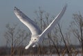 A Male Snowy owl flies low hunting over an open sunny snowy cornfield in Ottawa, Canada Royalty Free Stock Photo