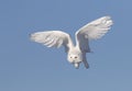 A male Snowy owl isolated against a blue background flies low hunting over an open sunny snowy