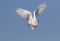 A Male Snowy owl isolated against a blue background flies low hunting over an open sunny snowy
