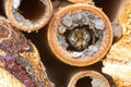 Male solitary bee Osmia rapunculi Royalty Free Stock Photo