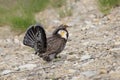 Male Sooty grouse Royalty Free Stock Photo