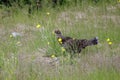 Male Sooty grouse Royalty Free Stock Photo