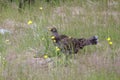 Male Sooty grouse Royalty Free Stock Photo