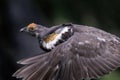 Male Sooty grouse Royalty Free Stock Photo