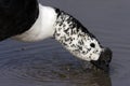 Male South American Comb Duck Sarkidiornis melanotos sylvicola